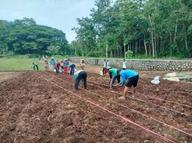 Manfaatkan Lahan Telaga Sumur yang Mengering, Masyarakat Trosari I Tanami Jagung